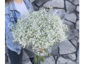 29 Гипсофил в упаковке